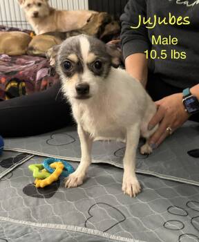 JuJubes -  Terrier Dog for Adoption in Kings Mountain, North Carolina - JuJubes | PetCurious