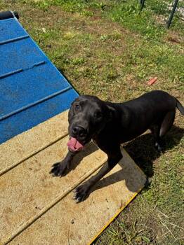 GUPPY  -  Mixed Breed Dog Available for Adoption in Philadelphia, Tennessee - GUPPY  | PetCurious