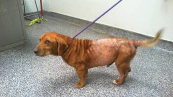 A1266354 -  Basset Hound and Mixed Breed Dog for Adoption in Charlotte, North Carolina - A1266354 | PetCurious