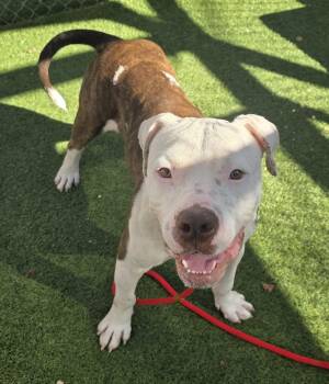 Rescue Mixed Breed Dogs for Adoption in Columbia, South Carolina - MERLIN | PetCurious