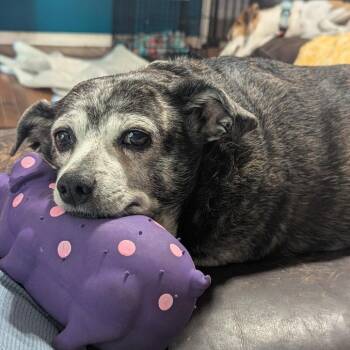 Rescue Chihuahua Dogs for Adoption in Beulaville, North Carolina - Polenta | PetCurious