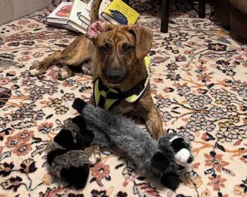 Canoe -  Plott Hound Dog for Adoption in New Albany, Ohio - Canoe | PetCurious