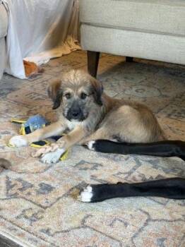 Labron -  German Shepherd Dog and Mixed Breed Dog for Adoption in Picayune, Mississippi - Labron | PetCurious