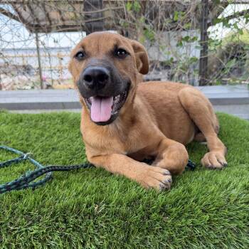 Nougat -  Black Mouth Cur Dog for Adoption in Harlingen, Texas - Nougat | PetCurious
