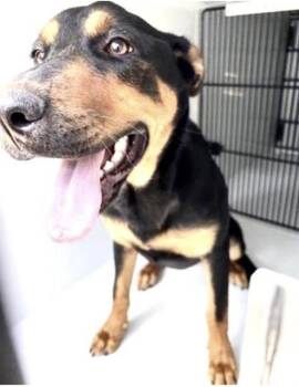 A657616 -  Doberman Pinscher and Mixed Breed Dog for Adoption in Houston, Texas - A657616 | PetCurious