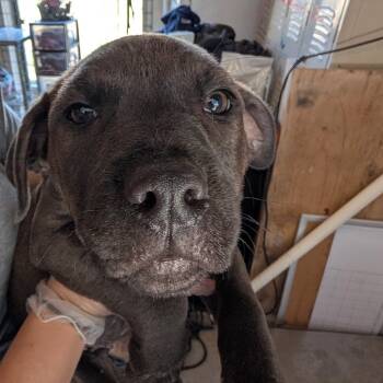 Mixed Breed Dogs Available for Adoption - Hyundai | PetCurious