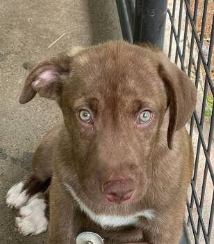 Puffy -  Mixed Breed Dog for Adoption in Alden, New York - Puffy | PetCurious