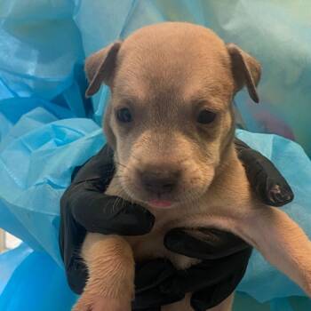 KYLE 7923 -  Terrier and Mixed Breed Dog for Adoption in Loxahatchee Groves, Florida - KYLE 7923 | PetCurious