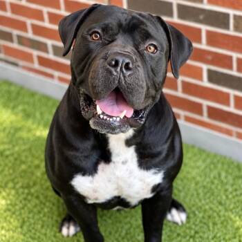 UNIT -  Mixed Breed Dog for Adoption in Edmond, Oklahoma - UNIT | PetCurious