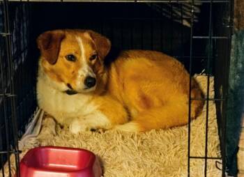 Australian Cattle Dog Blue Heeler and Labrador Retriever Dogs Available for Adoption in Waunakee, Wisconsin - Hank Hickory | PetCurious