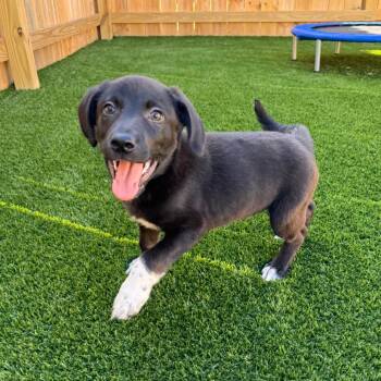 Rip -  Labrador Retriever and Mountain Cur Dog for Adoption in La Grange, Kentucky - Rip | PetCurious