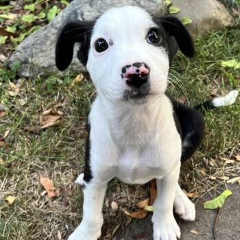 Delsie -  Retriever and Australian Shepherd Dog for Adoption in Minneapolis, Minnesota - Delsie | PetCurious