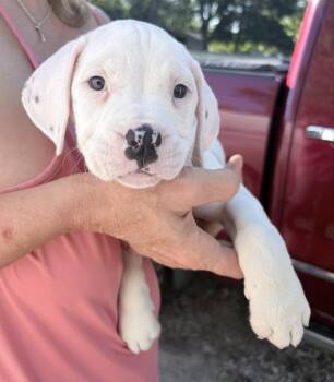 Thelma -  American Bulldog and Pit Bull Terrier Dog for Adoption in Oxford, Michigan - Thelma | PetCurious