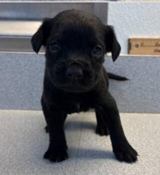 Mixed Breed Dogs Available for Adoption in West Chester, Pennsylvania - Mango | PetCurious