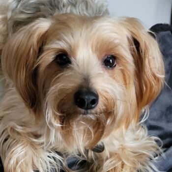 Yorkshire Terrier and Mixed Breed Dogs Available for Adoption in Olathe, Kansas - Ozzy | PetCurious