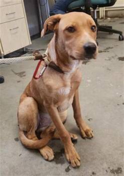 Labrador Retriever and Pit Bull Terrier Dogs Available for Adoption in Camarillo, California - CANELA | PetCurious