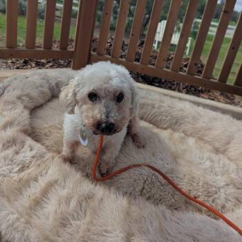 Birtie -  Poodle and Maltese Dog for Adoption in Ramona, California - Birtie | PetCurious