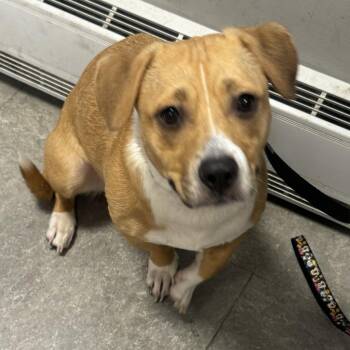 Erica -  Mixed Breed Dog for Adoption in Philadelphia, Pennsylvania - Erica | PetCurious