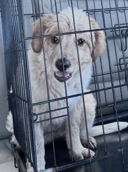 Golden Retriever Dogs Available for Adoption in Grand Bay, Alabama - Timber | PetCurious