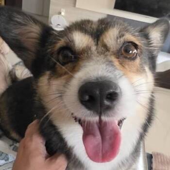 Dana -  Pembroke Welsh Corgi Dog for Adoption in Danvers, Massachusetts - Dana | PetCurious