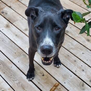 Rescue Black Labrador Retriever and Mixed Breed Dogs for Adoption in Corvallis, Oregon - Oliver | PetCurious