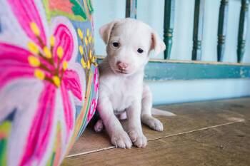 Crayola -  Chihuahua Dog for Adoption in San Antonio, Texas - Crayola | PetCurious
