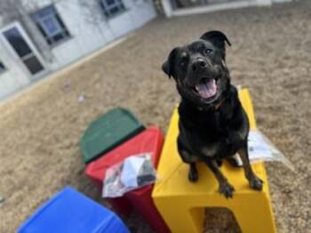 Mixed Breed Dogs Available for Adoption - Kova | PetCurious