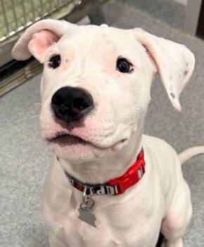 Mr. Myers -  Dogo Argentino Dog for Adoption in Encinitas, California - Mr. Myers | PetCurious