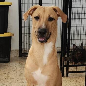 Rescue Vizsla Dogs for Adoption in Warren, New Jersey - Karl | PetCurious