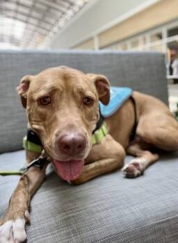 American Staffordshire Terrier and Mixed Breed Dogs Available for Adoption in North Charleston, South Carolina - 91945a Rambo | PetCurious