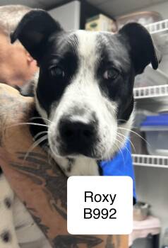 Labrador Retriever and Pointer Dogs Available for Adoption in Morganton, North Carolina - Roxy | PetCurious