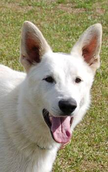 German Shepherd Dog Dogs Available for Adoption in Preston, Connecticut - MILLO | PetCurious