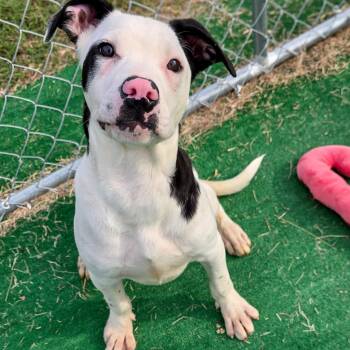 Dudley -  Labrador Retriever Dog for Adoption in Gainesville, Texas - Dudley | PetCurious