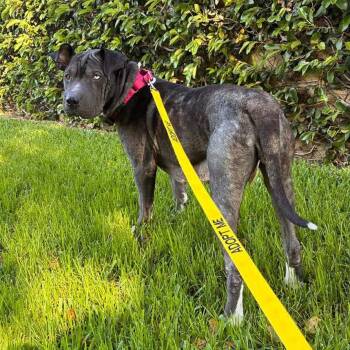 Lucy* -  Shar Pei and Pit Bull Terrier Dog for Adoption in San Gabriel, California - Lucy* | PetCurious