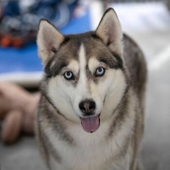 Husky Dogs Available for Adoption in Peyton, Colorado - Daisy Jane (MR26-325) | PetCurious