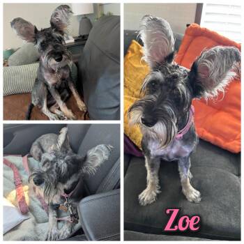Miniature Schnauzer Dogs Available for Adoption - Zoe | PetCurious