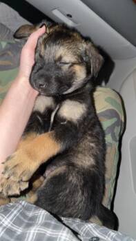 Australian Shepherd and Husky Dogs Available for Adoption - Waffles | PetCurious