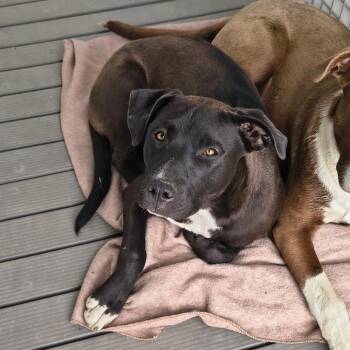 Morgan -  Mixed Breed Dog Available for Adoption in Spokane, Washington - Morgan | PetCurious