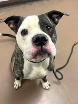 American Bulldog Dogs Available for Adoption - Dusable | PetCurious