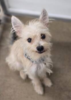 Maverick -  Schnauzer and Poodle Dog for Adoption in Viroqua, Wisconsin - Maverick | PetCurious