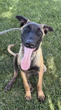 MILEY -  Belgian Shepherd Malinois Dog for Adoption in West Valley City, Utah - MILEY | PetCurious