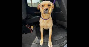 Labrador Retriever Dogs Available for Adoption in Naperville, Illinois - Teo | PetCurious