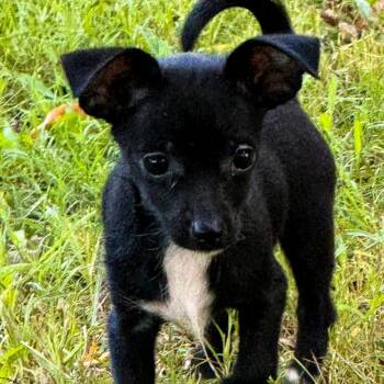 Sugarfoot -  Chihuahua and Yorkshire Terrier Dog for Adoption in Tylertown, Mississippi - Sugarfoot | PetCurious