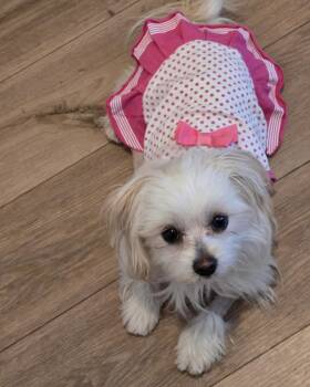 Bitsy -  Maltese and Shih Tzu Dog for Adoption in Corona, California - Bitsy | PetCurious