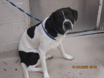 Hound Dogs Available for Adoption - (16) | PetCurious