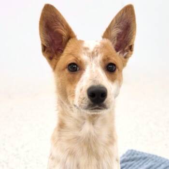 Gobi -  Cattle Dog Dog for Adoption in Scottsdale, Arizona - Gobi | PetCurious