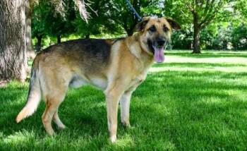 German Shepherd Dog and Mixed Breed Dogs Available for Adoption in Yakima, Washington - Clancy | PetCurious