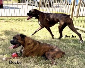 Rocky XIV -  Boxer Dog for Adoption in Hewitt, Texas - Rocky XIV | PetCurious