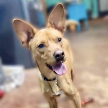 Butter -  Chihuahua and Rat Terrier Dog for Adoption in Austin, Texas - Butter | PetCurious
