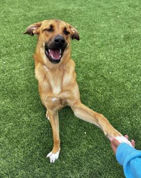 Shepherd Dogs Available for Adoption in Salinas, California - Tj | PetCurious